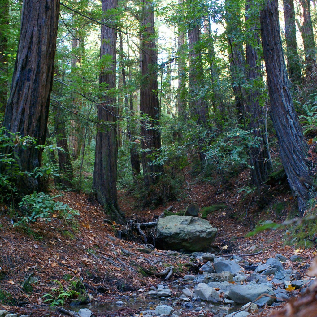 Redwood Trees- "Celebrating a Century of Conservation". Majestic Redwoods along Corte Madera Creek on Mt. Tamalpais in Mill Valle, California. Photo by Ben Upham. Magical Moment Photos.