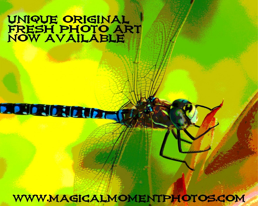 Dragonfly Photos and Artwork Dragonflies on your Wall