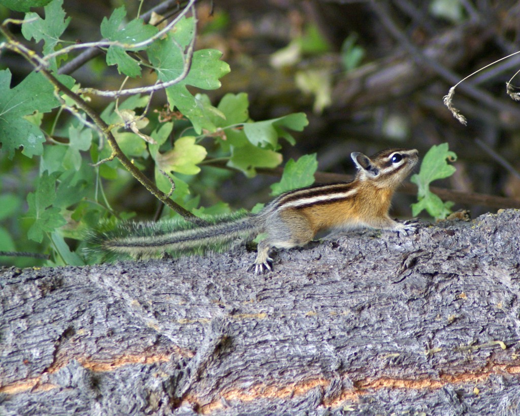 A CHIPMUNK PHOTOGRAPH A PHOTOGRAPH OF A CHIPMUNK