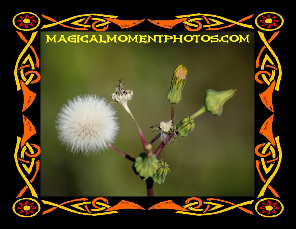 FLOWER PHOTOGRAPHY AND ARTWORK FLOWERS ARE BEAUTIFUL