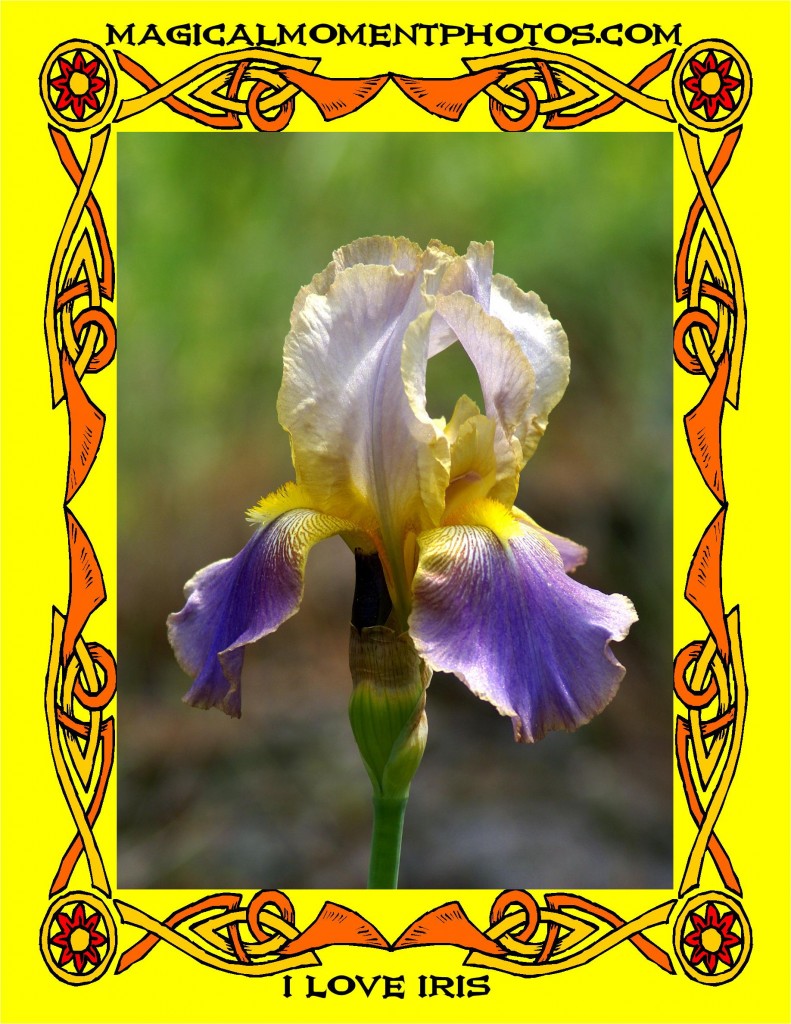 FLOWER AND PLANT PHOTOS AND ARTWORK PICTURES AND ARTWORK OF FLOWERS AND PLANTS