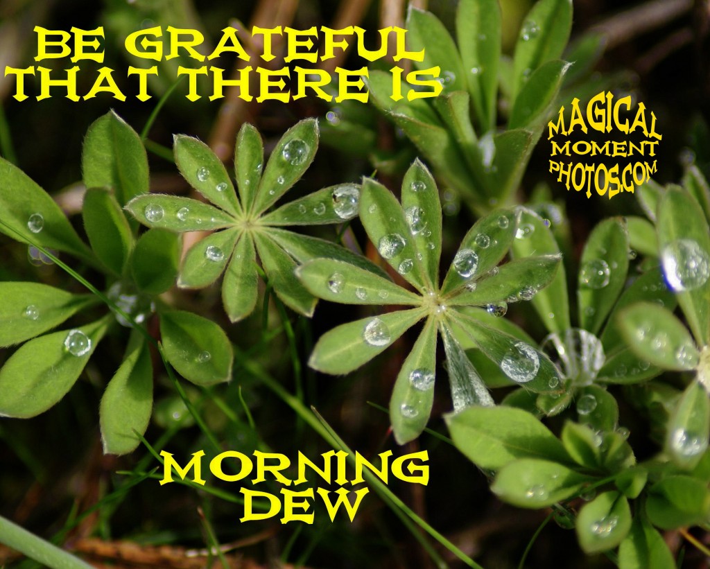 MORNING DEW AD GRATEFUL FOR MORNING DEW IN SPOKANE