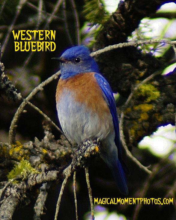 BLUEBIRD A WESTERN BLUEBIRD